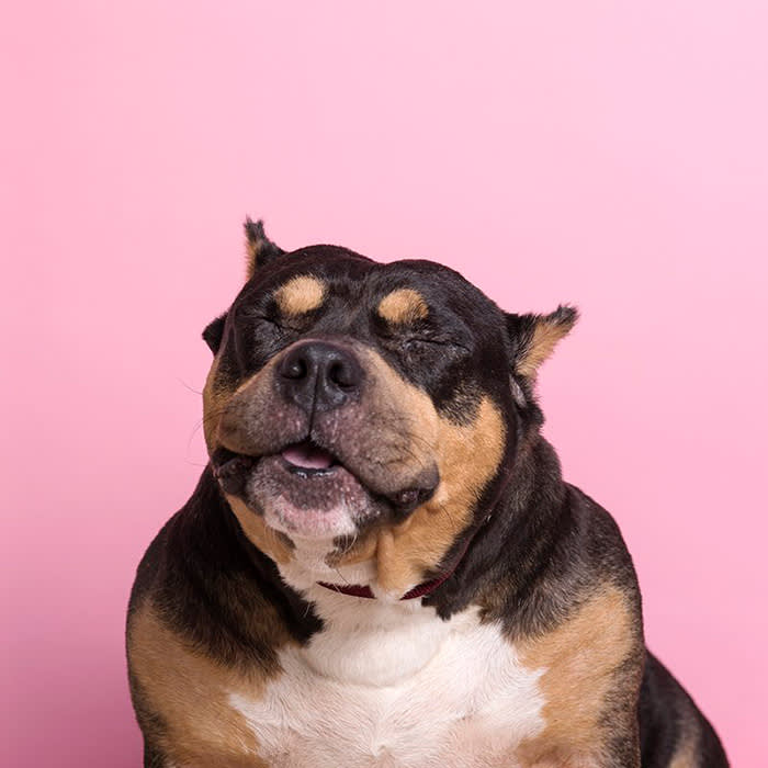 a black and brown dog with cropped ears