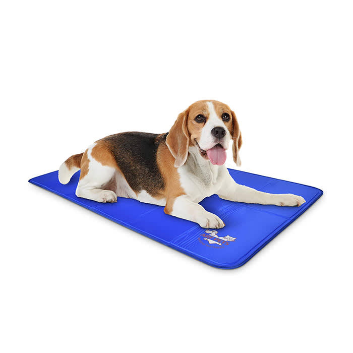 beagle on blue mat