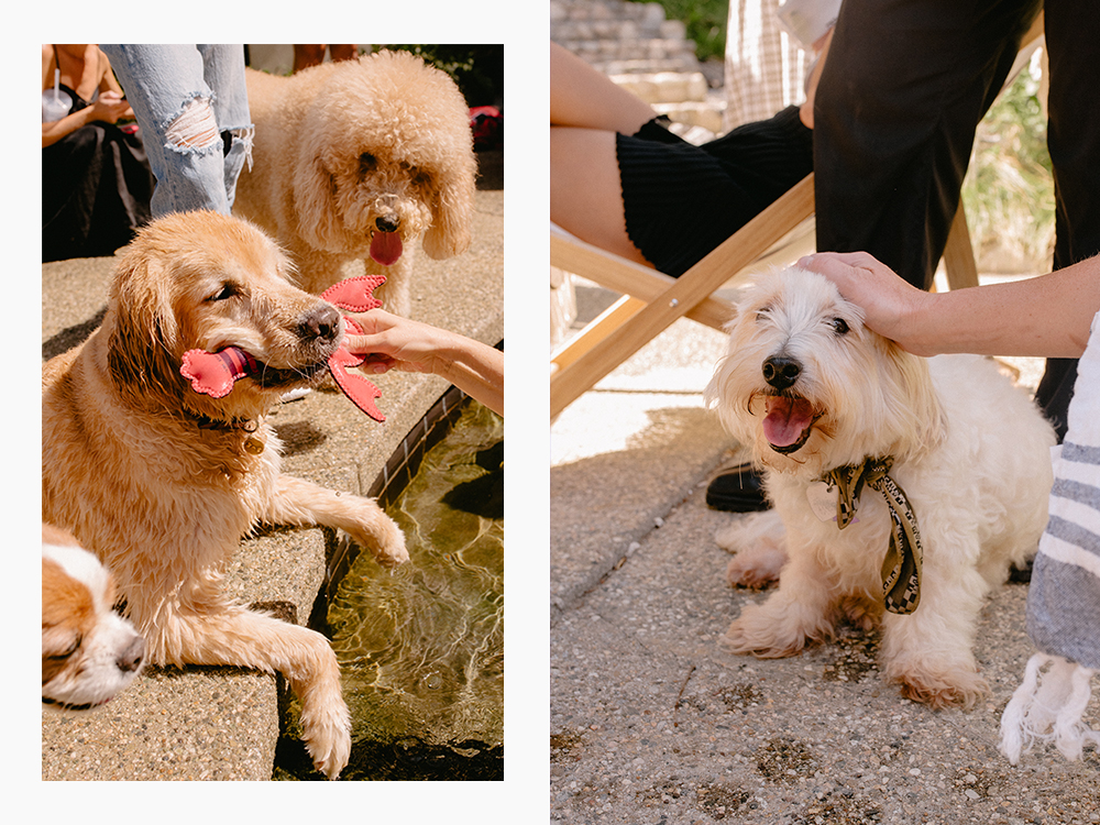 dogs lounge by a pool; a fluffy white dog is pet by the pool