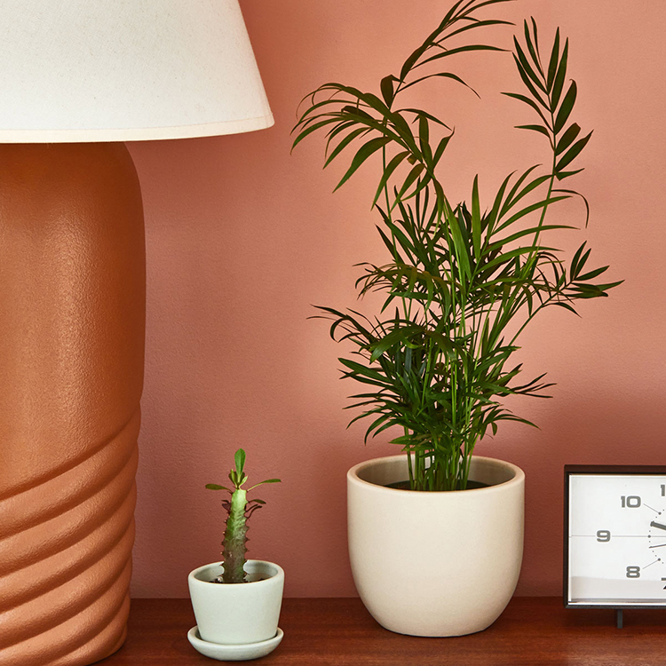 Parlor Palm sitting on a living room shelf