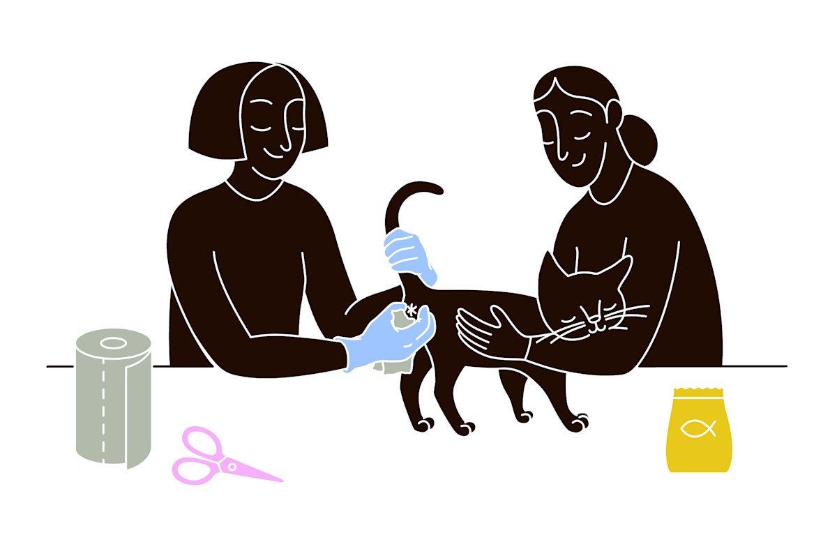 pet parent squeezing cat anal glands