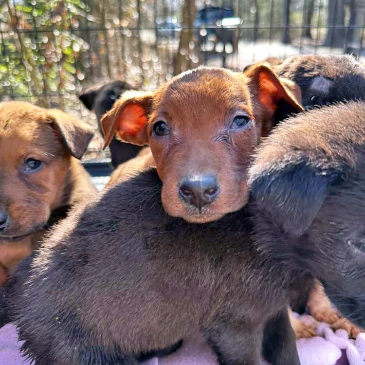 Urgent Rescue of 200 Dogs Underway, Every second and Every Donation Counts As Freezing Temperatures and Snow And Freezing Rain Forecast.