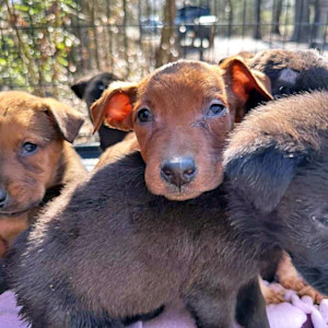 Urgent Rescue of 200 Dogs Underway, Every second and Every Donation Counts As Freezing Temperatures and Snow And Freezing Rain Forecast.