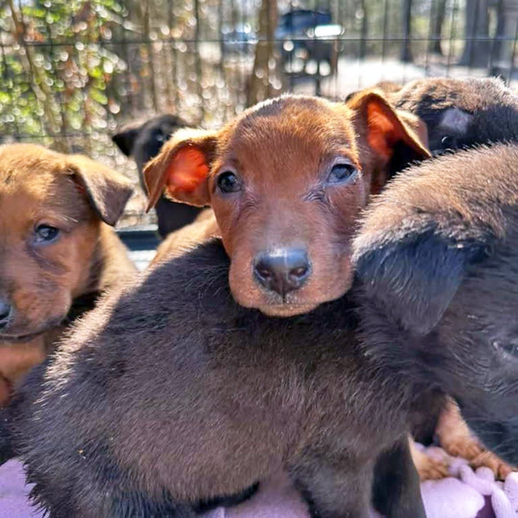 Urgent Rescue of 200 Dogs Underway, Every second and Every Donation Counts As Freezing Temperatures and Snow And Freezing Rain Forecast.