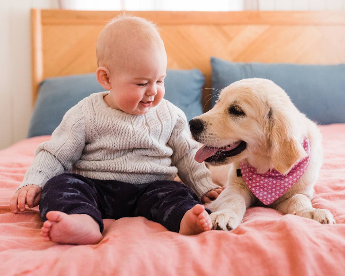 baby and golden retriever on a bed