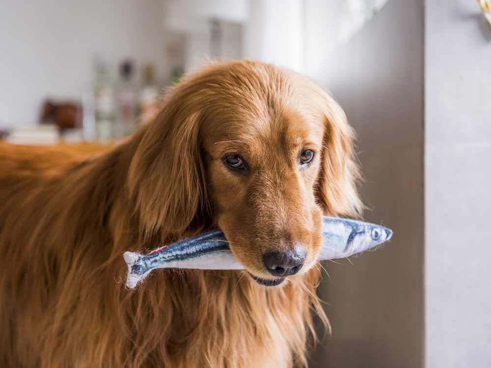 are fish pellets bad for dogs