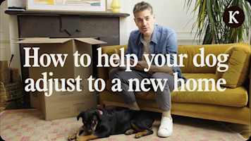 Moving with a Dog? Here’s How to Help Them Adjust to a New Home