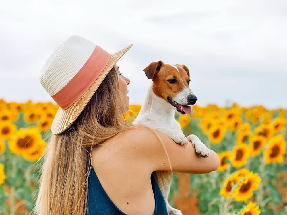woman holding dog among sunflowers