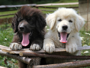 Two brown and white puppies leaning on fence