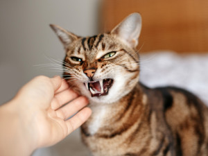 Cat hissing at a person attempting to pet its cheek