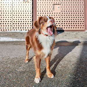Brown dog outside yawing.