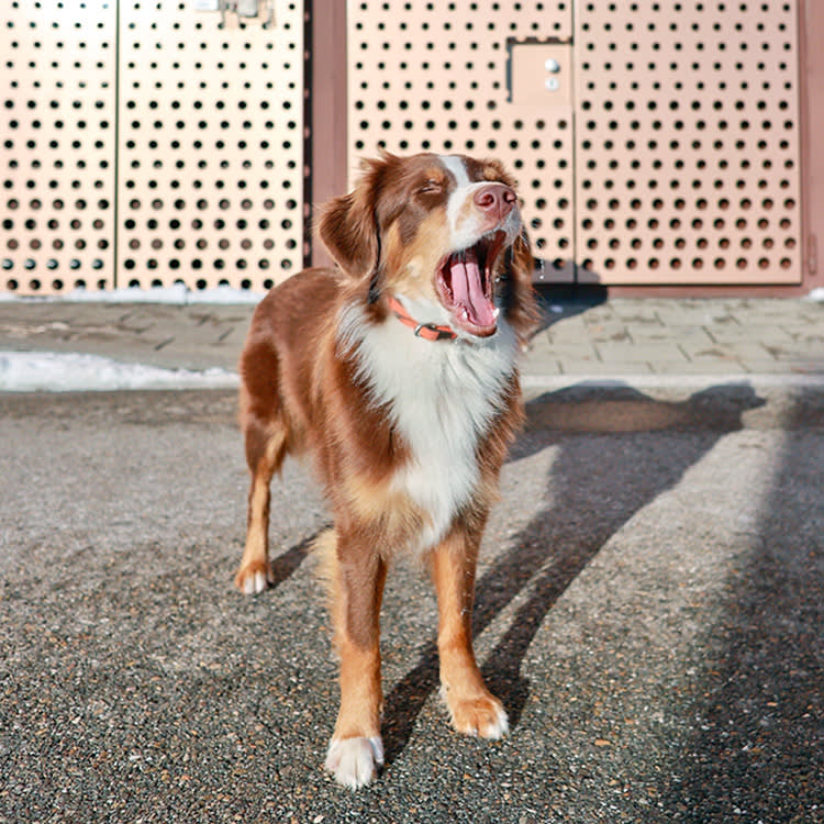 Brown dog outside yawing.