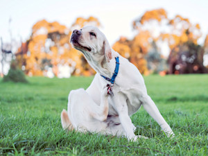 Labrador dog scratching himself outside in the grass.