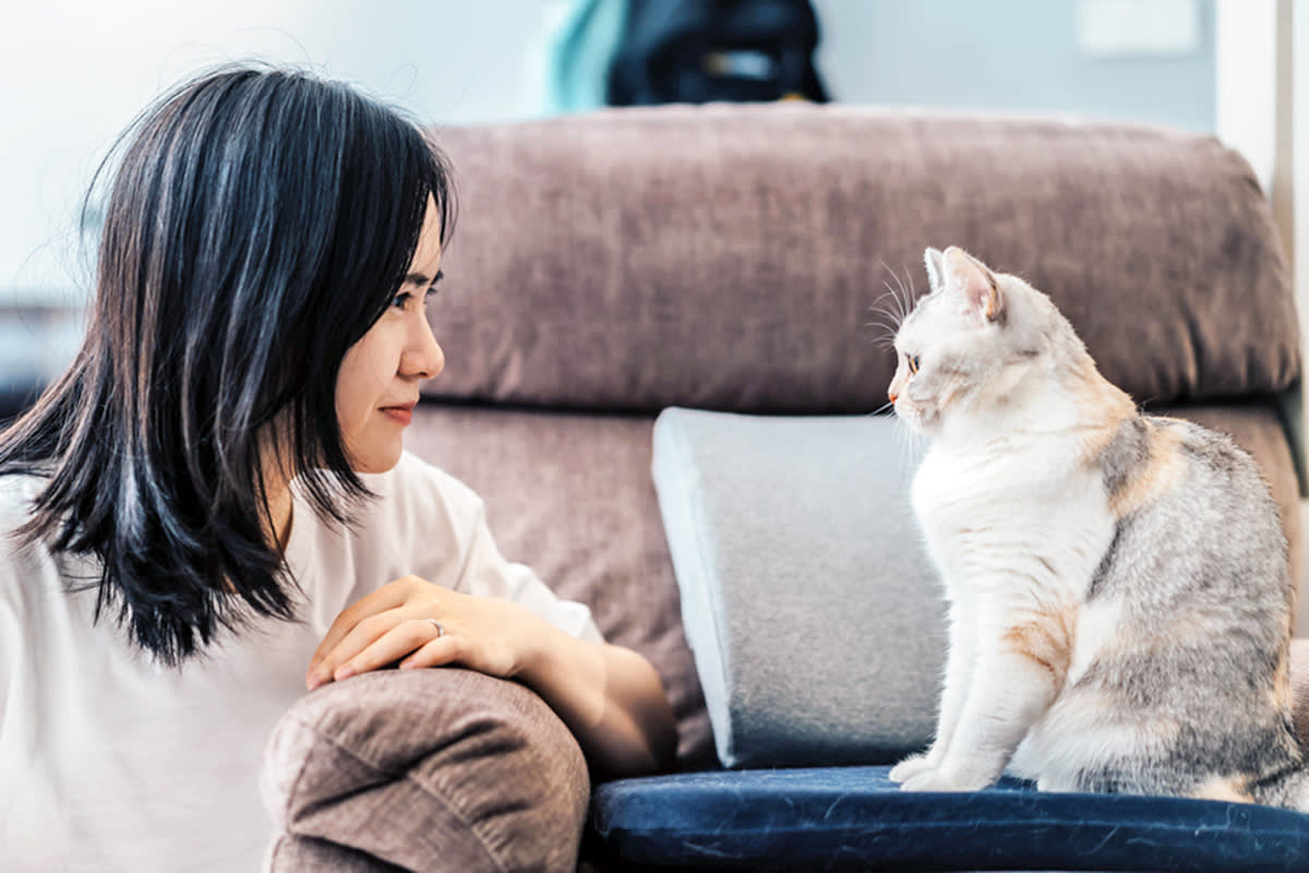 cat staring at person