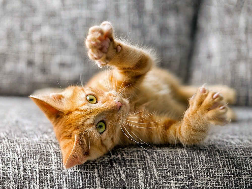 Cute orange kitten playing on the couch.