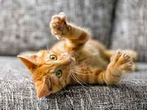 Cute orange kitten playing on the couch.