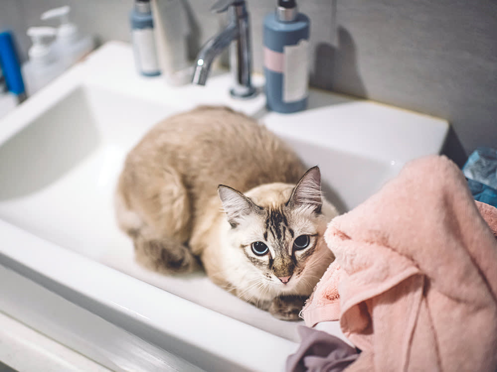 Cat sitting in the sink in the bathroom.