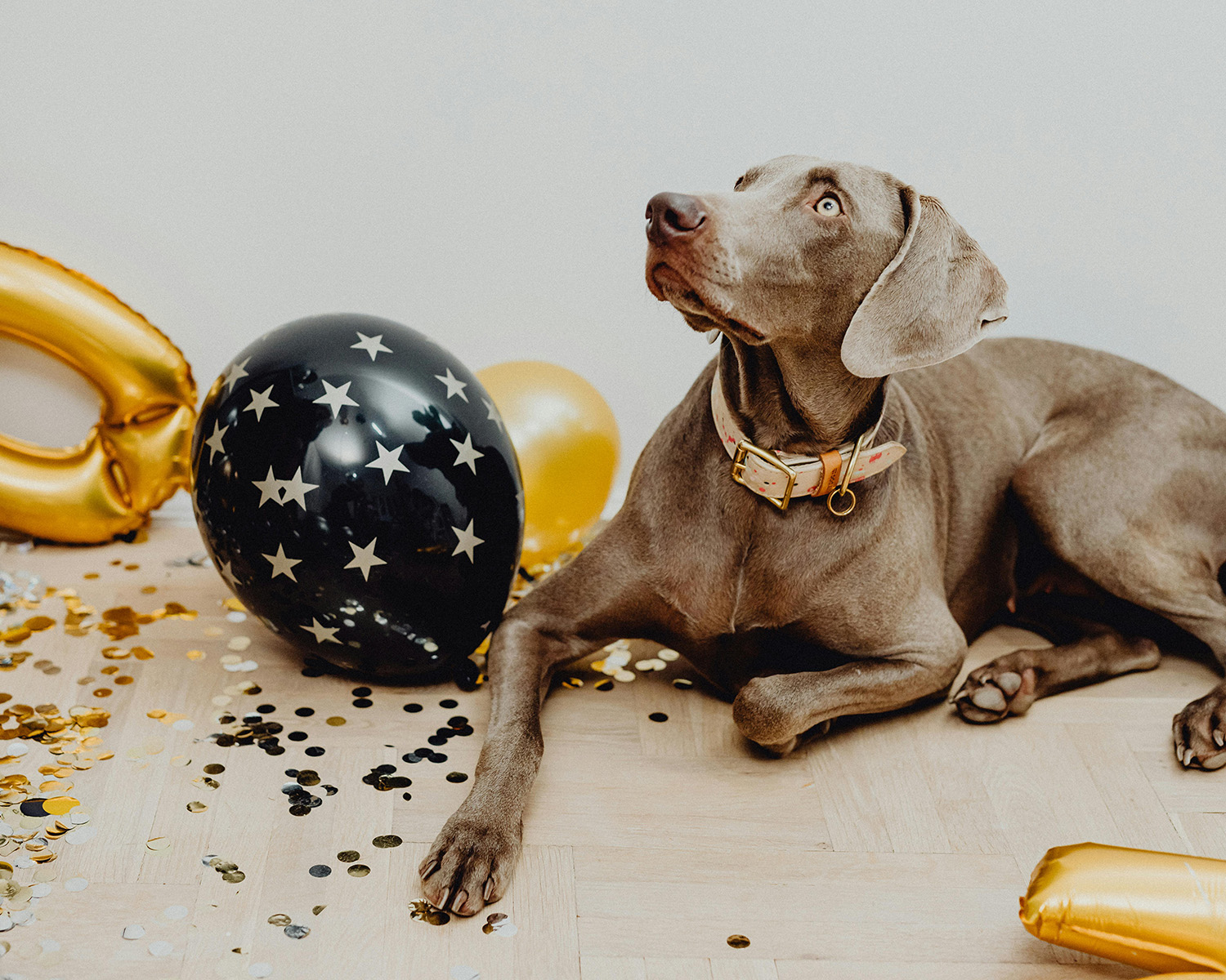 dog surrounded by balloons and confetti