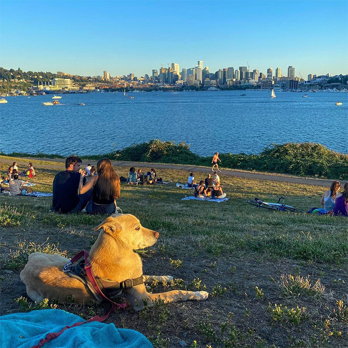 a dog overlooking Gasworks Park