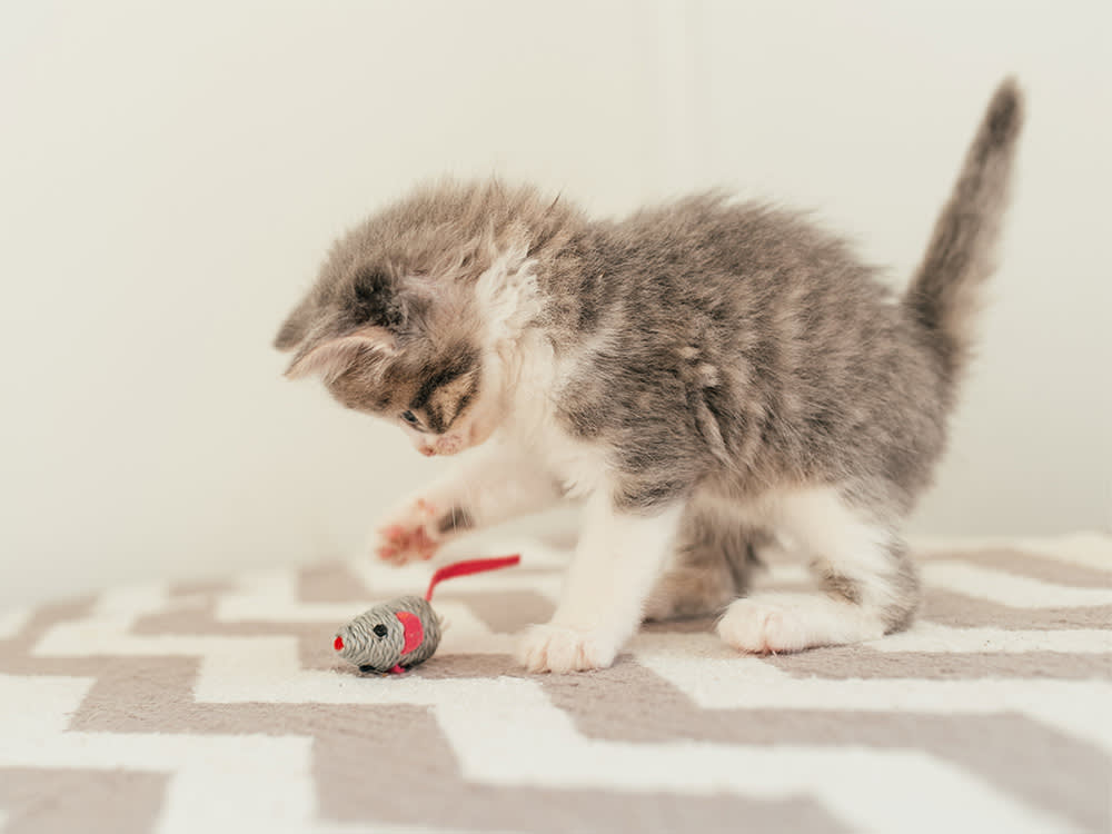 A kitten playing with a mouse cat toy.