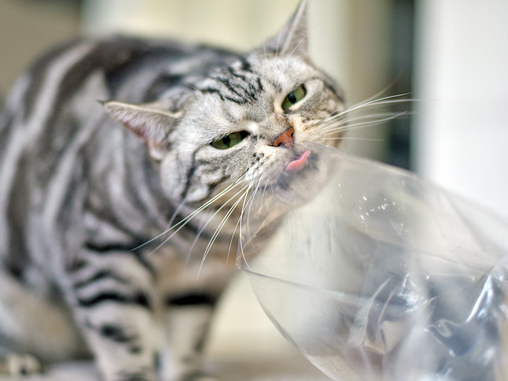 Funny cat licking plastic bag.