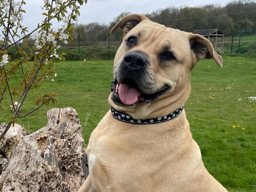 Picture of dog with front legs up on a log, smiling
