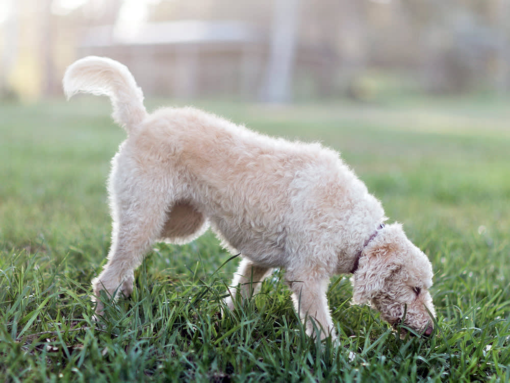 Doodle dog sniffing grass outside.