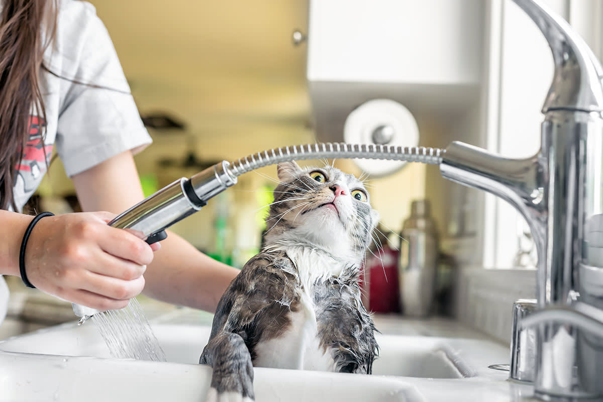 Cat being bathed in sink