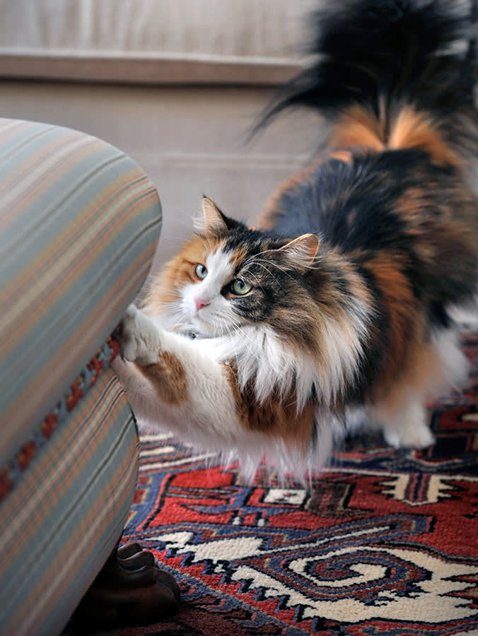 Naughty cat scratching couch at home.