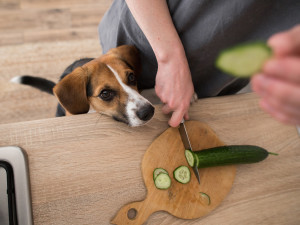 Beagle dog asks for cucumber in the kitchen.