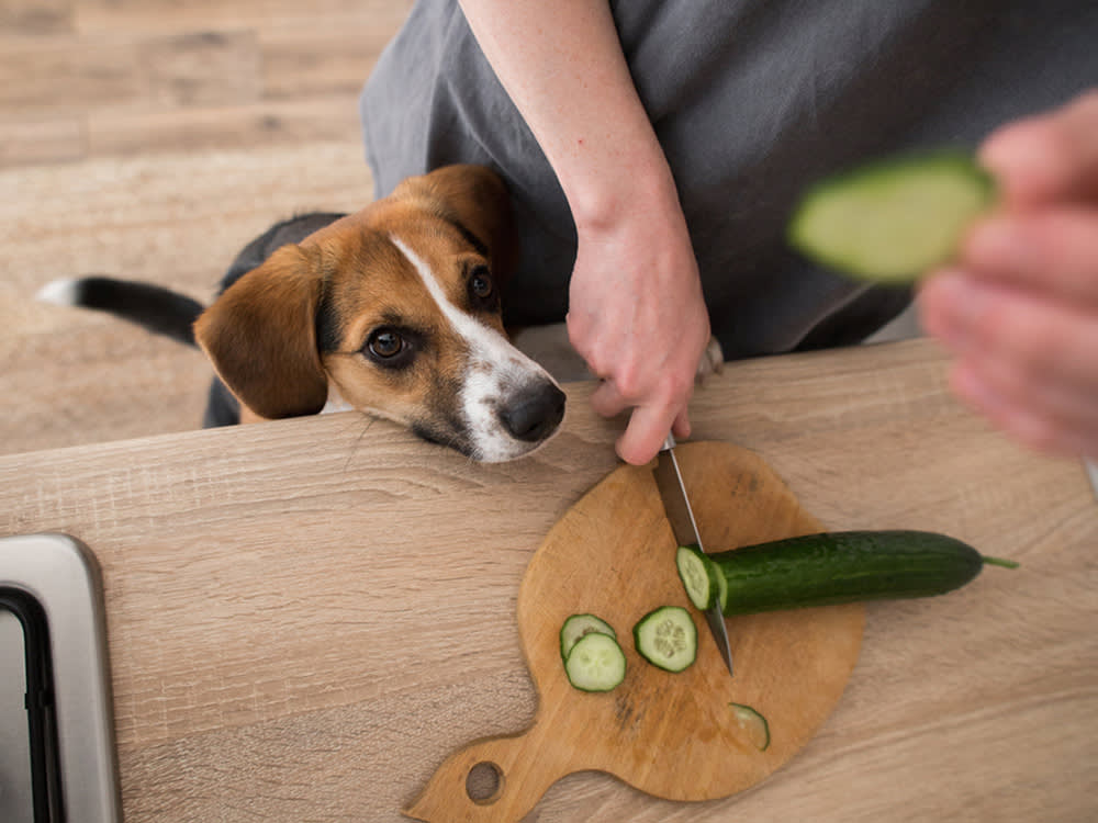 Beagle dog asks for cucumber in the kitchen.