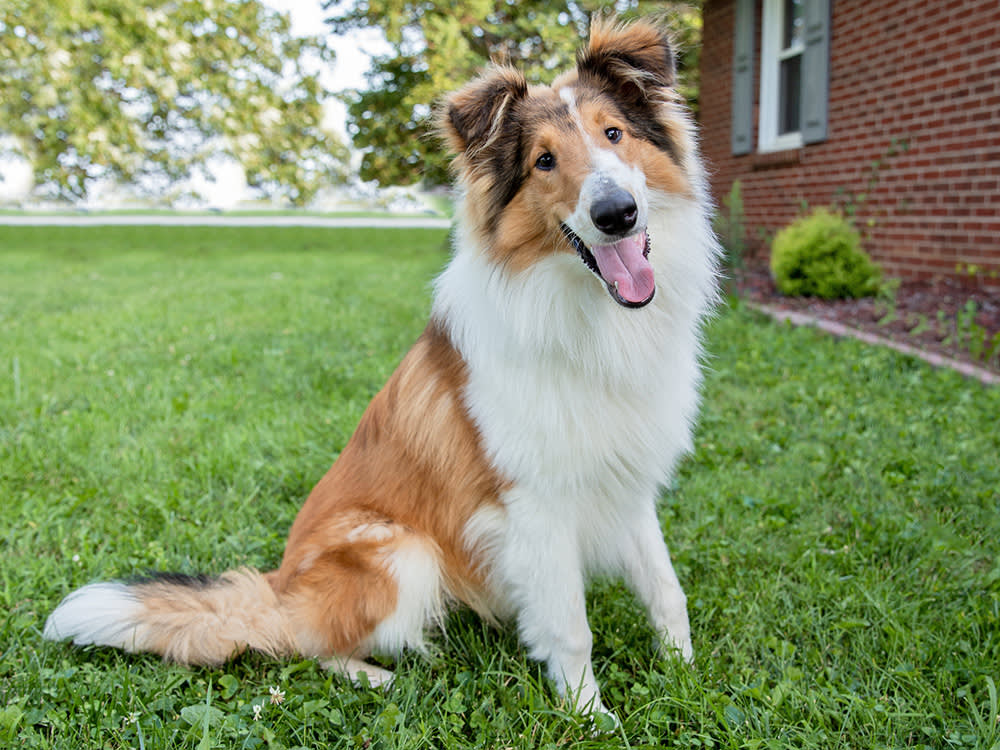 A large brown-and-white dog sticks their tongue out on a grass lawn.