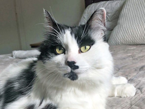 Woman wins full custody of cat after two-year legal battle with friend who didn’t return it after pet-sitting.