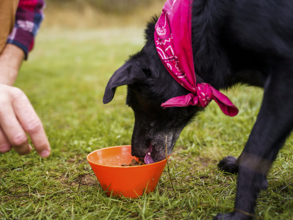 A dog eating food out of a bowl in the grass