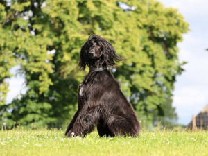 A black dog with a shiny long coat of fur sitting outside. 