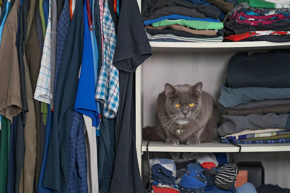 a picture of a grey cat hiding in a cupboard