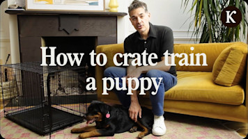 Crate Training Made EASY for Your Puppy