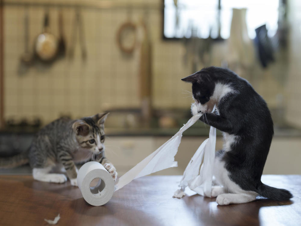 Two kittens on a kitchen table playing with a roll of toilet paper. 
