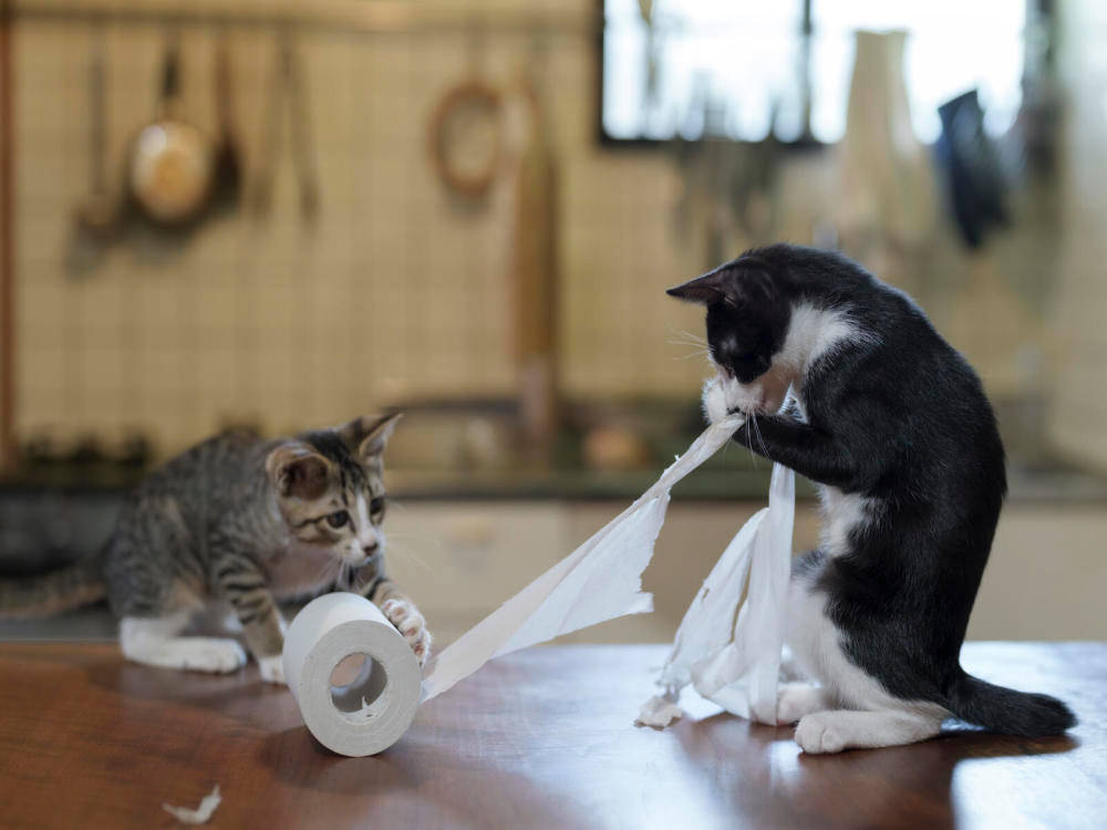 Two kittens on a kitchen table playing with a roll of toilet paper.
