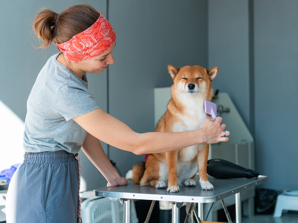 A woman wearing a red bandana professionally grooming a Shiba Inu dog with a lavender pet brush