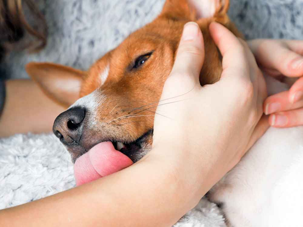 Dog licking person's arm at home.