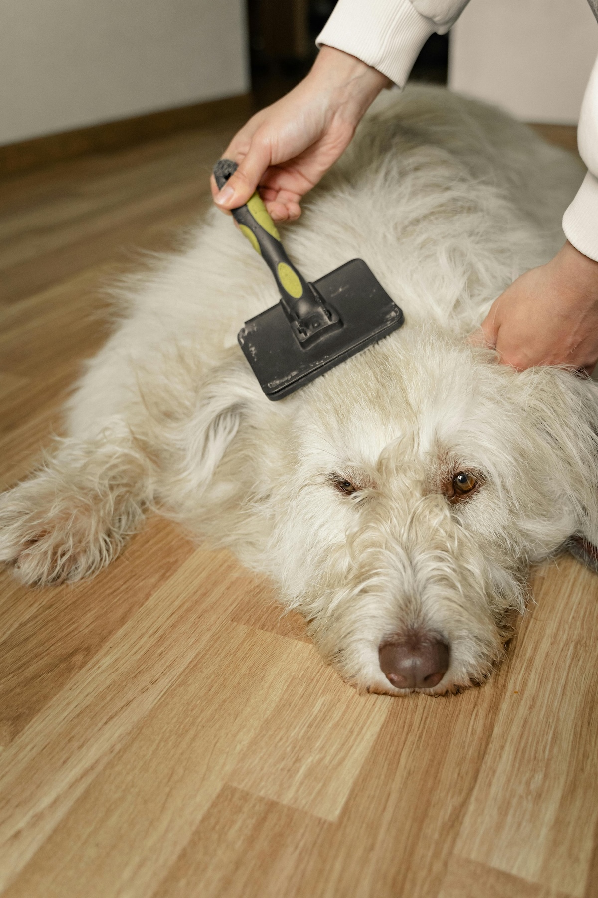 a white dog lying down being brushed