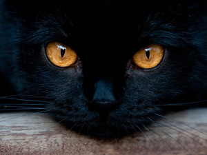 a black cat’s amber eyes