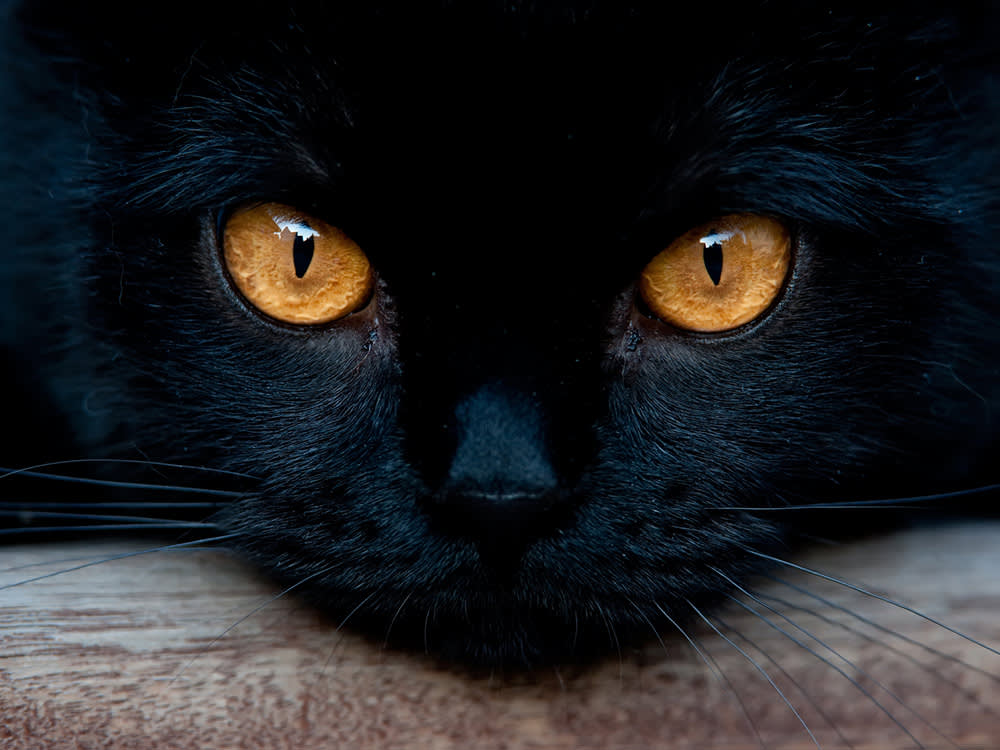Why Do Cats' Eyes Glow in The Dark? · The Wildest