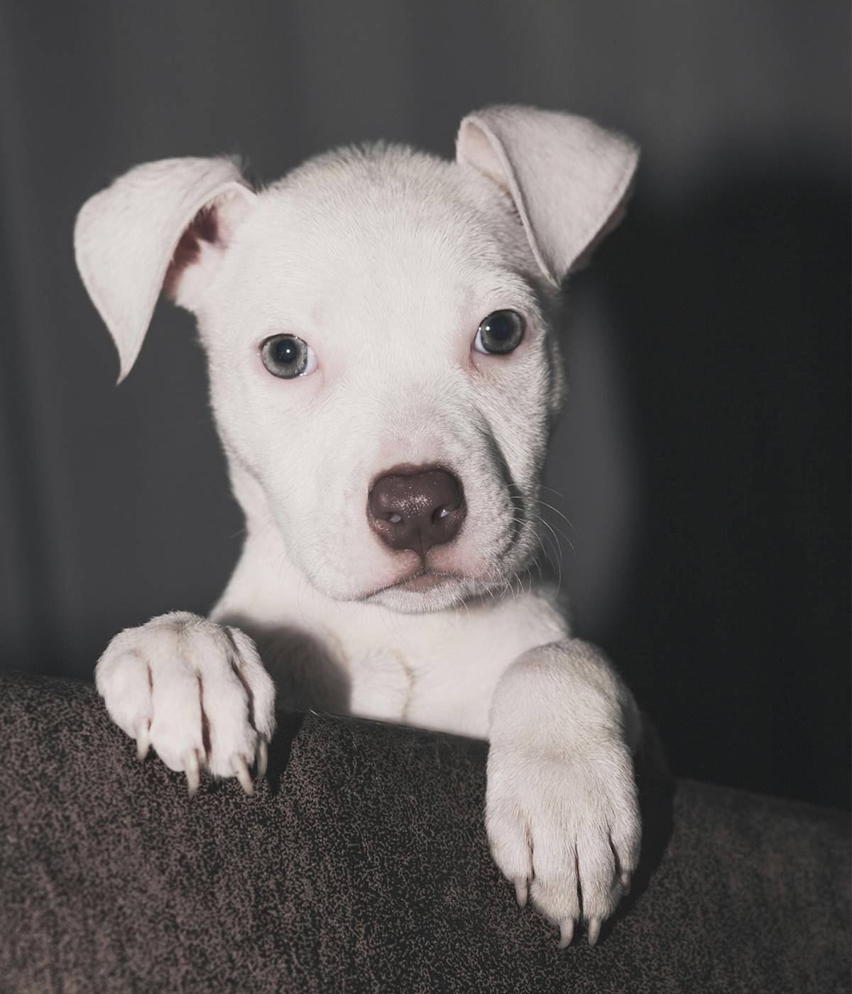 dogo argentino puppy