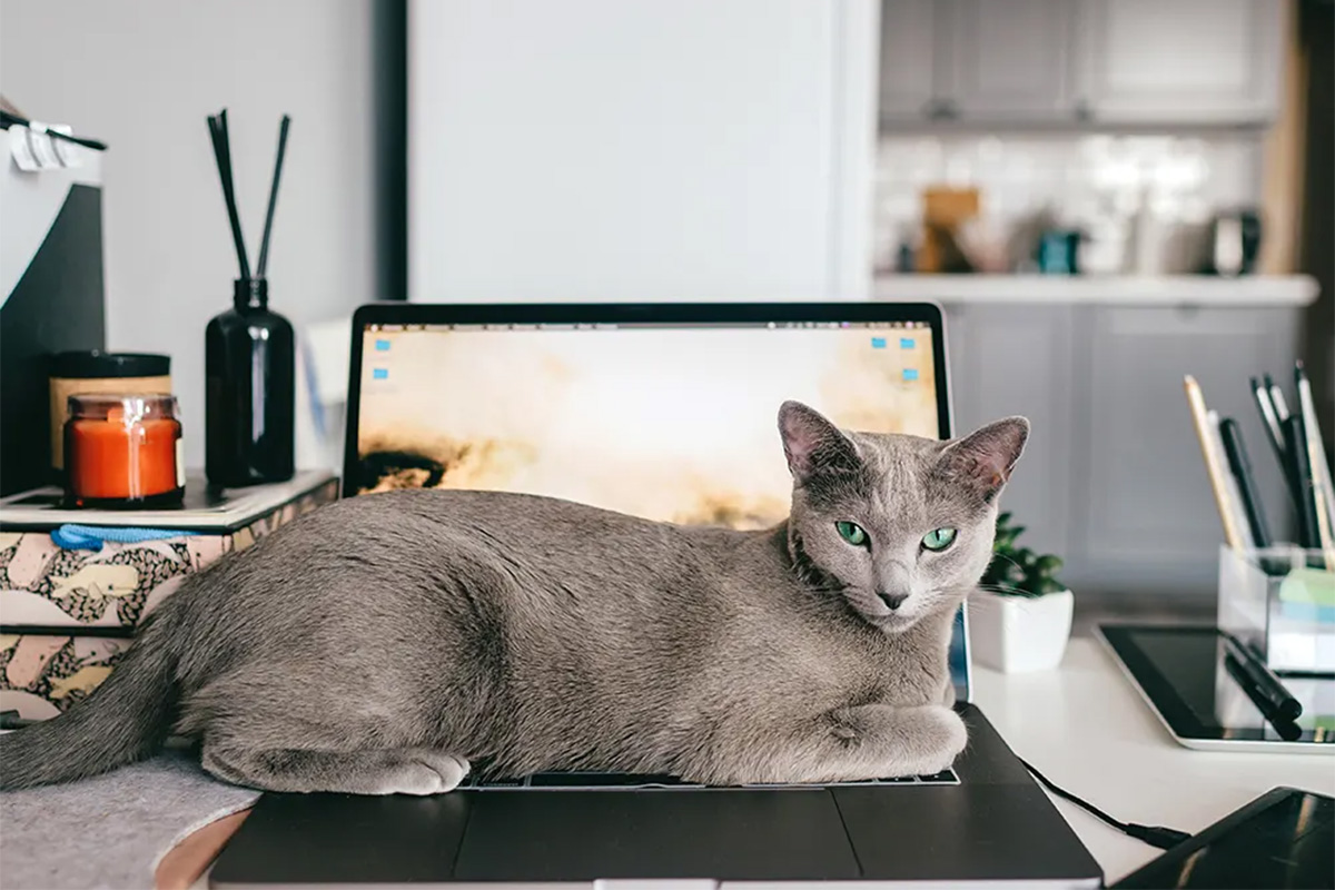 Cat on a laptop