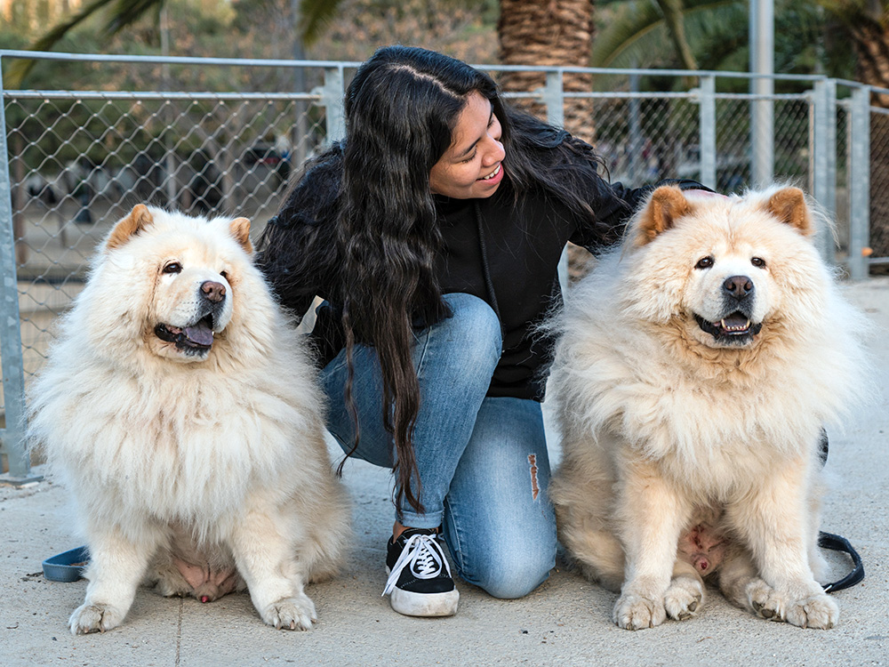 Woman kneeling in-between two Chow Chow dogs.