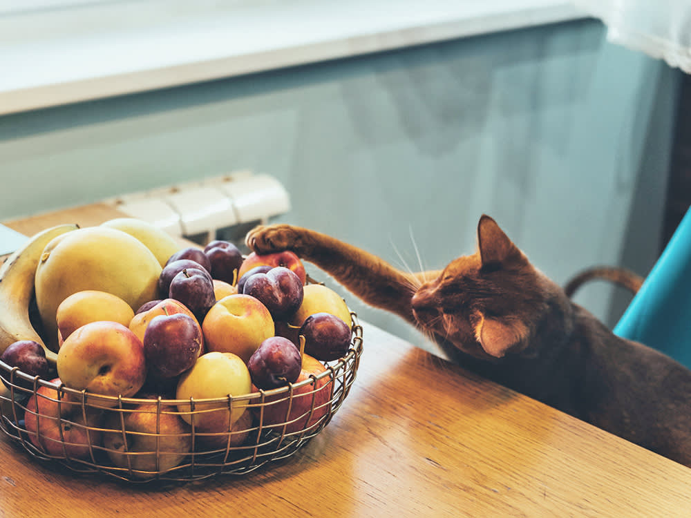 Funny cat trying to sneak a piece of fruit off the kitchen table.
