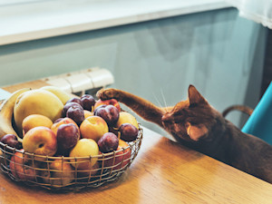 Funny cat trying to sneak a piece of fruit off the kitchen table.