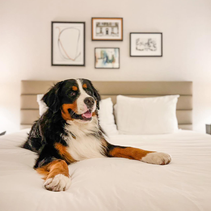 dog on a bed at Claridge House